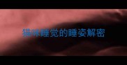 猫咪睡觉的睡姿解密