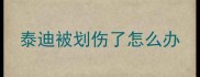 泰迪被划伤了怎么办