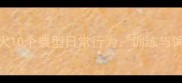 拉布拉多犬10个典型日常行为训练与饲养全攻略