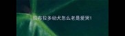 拉布拉多幼犬怎么老是爱哭