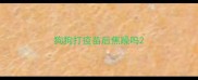 狗狗打疫苗后焦躁吗