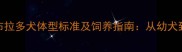 黑色拉布拉多犬体型标准及饲养指南从幼犬到成犬全
