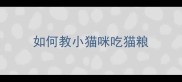 如何教小猫咪吃猫粮