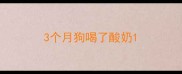3个月狗喝了酸奶