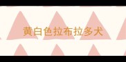 黄白色拉布拉多犬