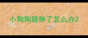 小狗狗腿肿了怎么办