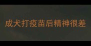 成犬打疫苗后精神很差