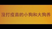 没打疫苗的小狗和大狗养