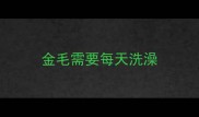 金毛需要每天洗澡