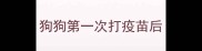 狗狗第一次打疫苗后