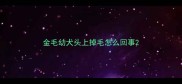 金毛幼犬头上掉毛怎么回事