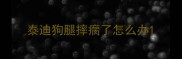 泰迪狗腿摔瘸了怎么办