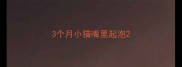 3个月小猫嘴里起泡