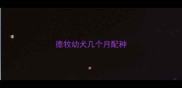 德牧幼犬几个月配种
