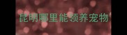 昆明哪里能领养宠物