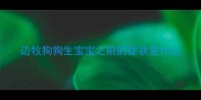 边牧狗狗生宝宝之前的症状是什么