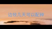 边牧几天可以配种