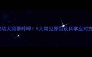 边牧幼犬频繁哼唧5大常见原因及科学应对方案