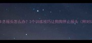 拉布拉多总摇头怎么办3个训练技巧让狗狗停止摇头附对比图解