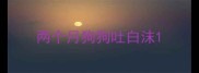 两个月狗狗吐白沫