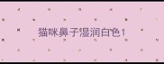 猫咪鼻子湿润白色
