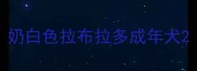 奶白色拉布拉多成年犬