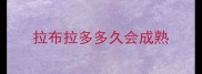 拉布拉多多久会成熟