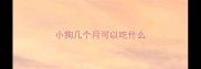 小狗几个月可以吃什么