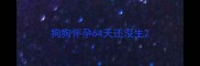 狗狗怀孕64天还没生