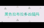 黑色拉布拉多凶猛吗