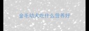 金毛幼犬吃什么营养好