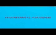 拉布拉多犬频繁流黄鼻涕怎么办5大病因及家庭护理指南