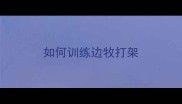 如何训练边牧打架