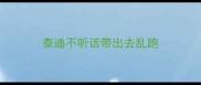 泰迪不听话带出去乱跑