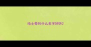 哈士奇叫什么名字好听