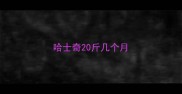 哈士奇20斤几个月