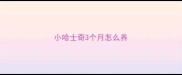 小哈士奇3个月怎么养