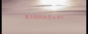 夏天狗狗热怎么办