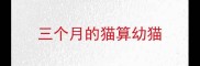 三个月的猫算幼猫