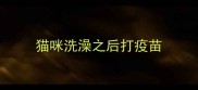 猫咪洗澡之后打疫苗