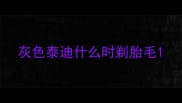 灰色泰迪什么时剃胎毛