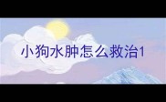 小狗水肿怎么救治