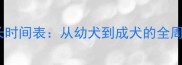 史宾格犬成长时间表从幼犬到成犬的全周期发育指南