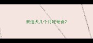 泰迪犬几个月吃硬食