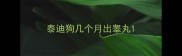 泰迪狗几个月出睾丸