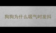 狗狗为什么吸气时发抖