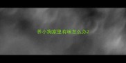 养小狗家里有味怎么办