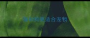 猫和狗更适合宠物