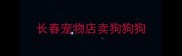 长春宠物店卖狗狗狗