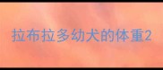 拉布拉多幼犬的体重